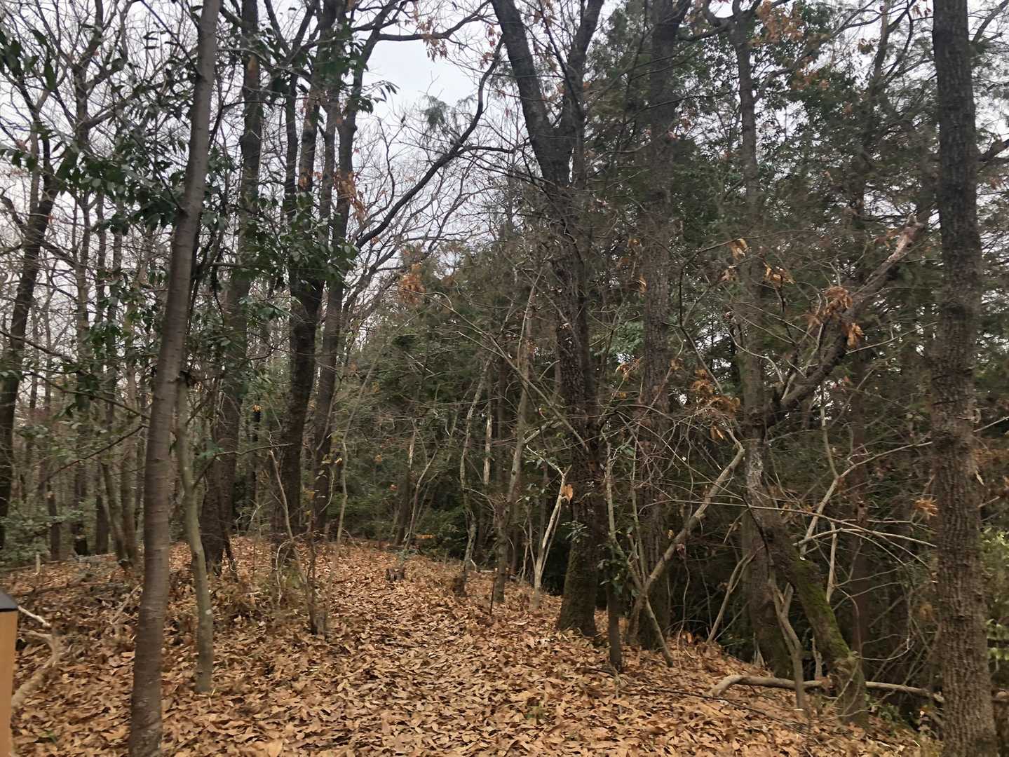 蒲生山-日岡山 往復コースの写真