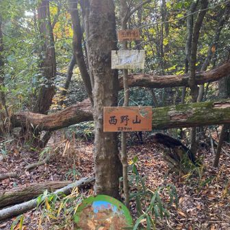 西野山
山頂からの帰り道、踏み跡がわからず、プチ道迷い
インドの男性と別れた地点で男性が待っていました。
一緒に⛩️のある所まで歩き
楽しかったです。と言ってくださいました。😊