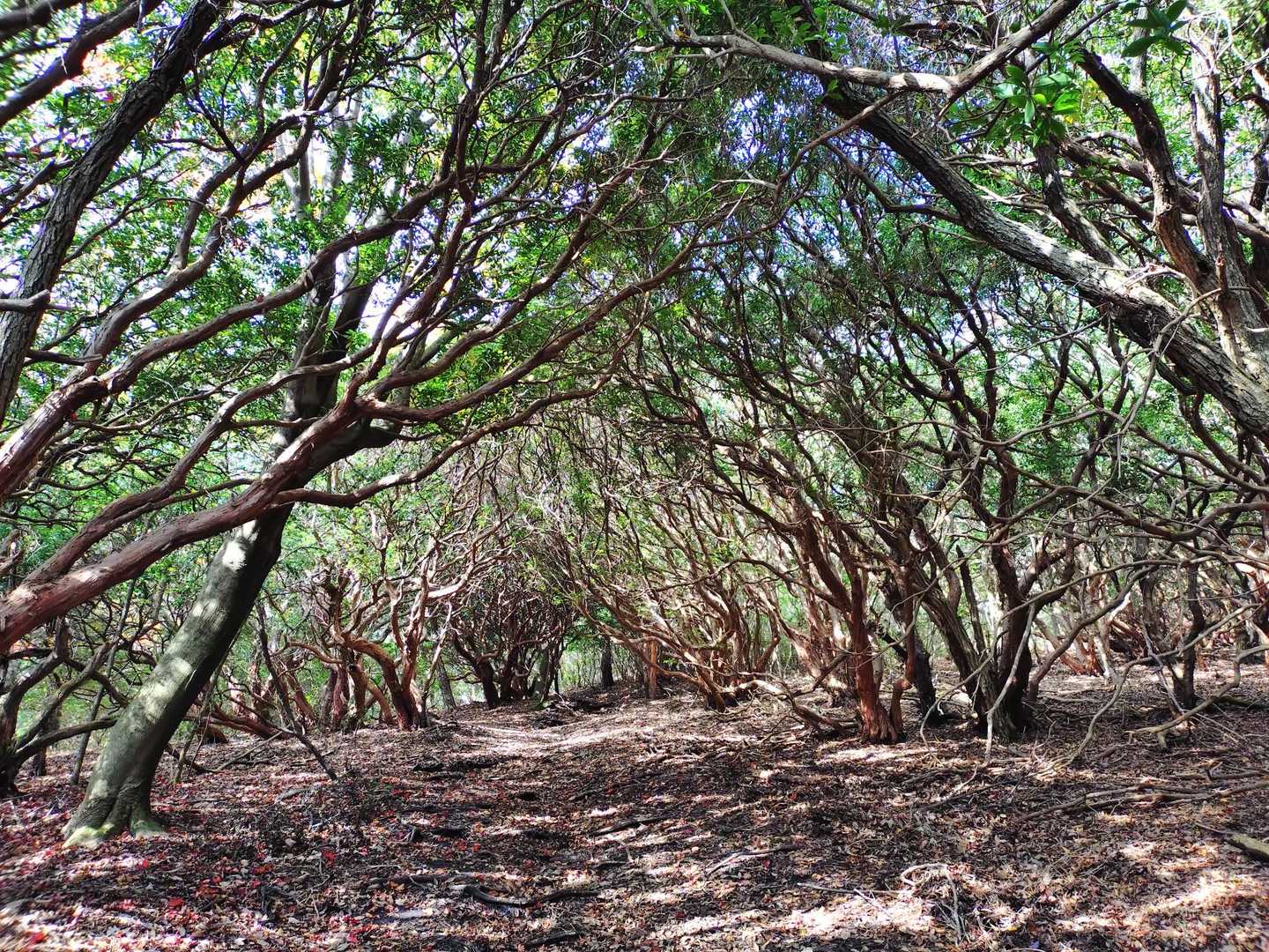 この樹林帯🌲🌳🌲