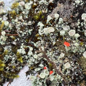 モンローリップ💋