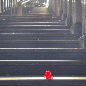 「寂光に一輪光る落椿」