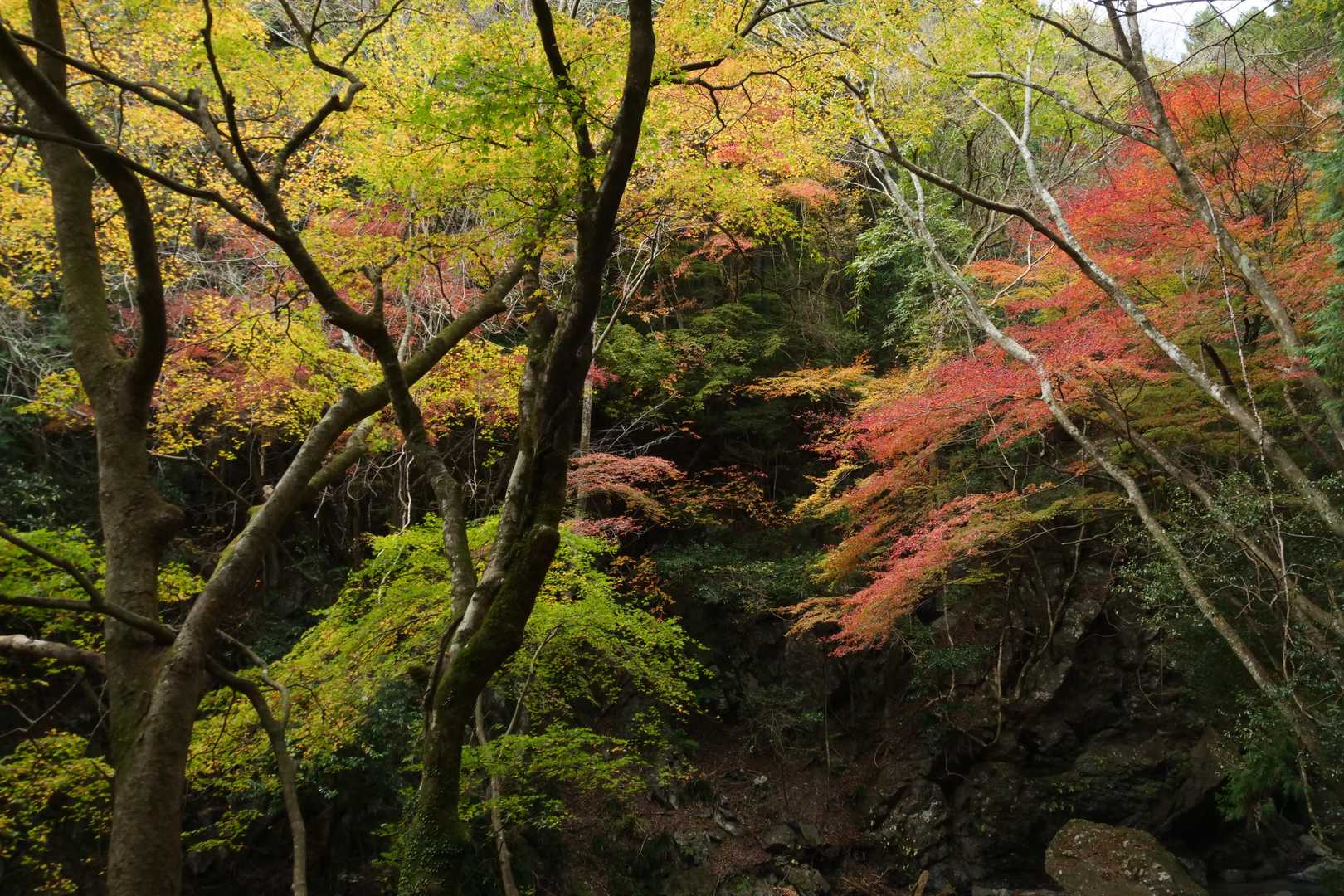 見事な紅葉。