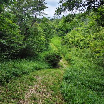 この辺りから周回する登山道は整備されて歩きやすい