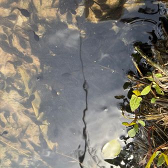 3月29日(日)

今日のオタマジャクシ。