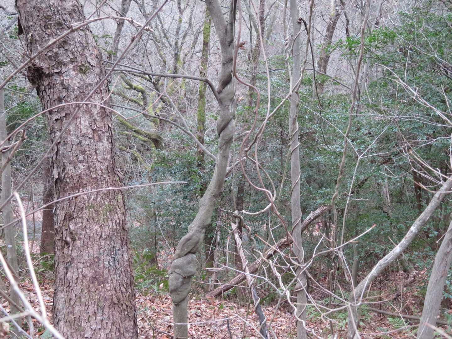 この木は、かなり強力な蔓に絡まれていたようです😣