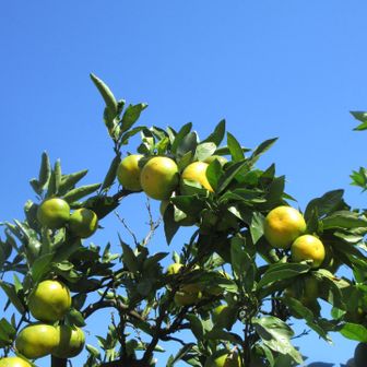 プリプリみかん🍊