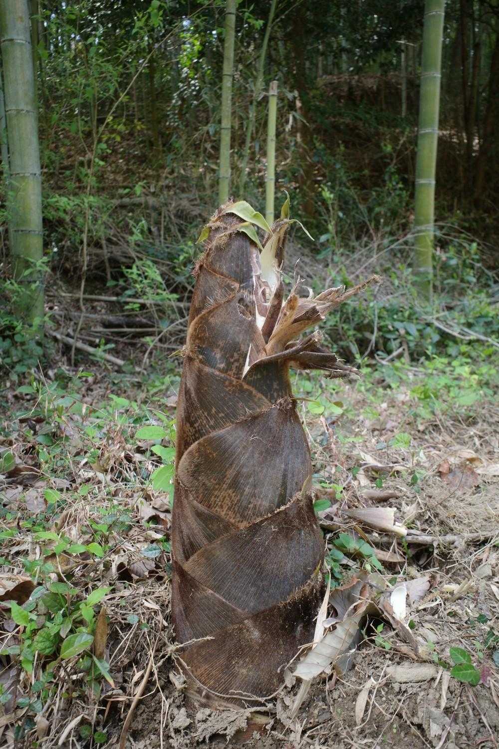 タケノコ