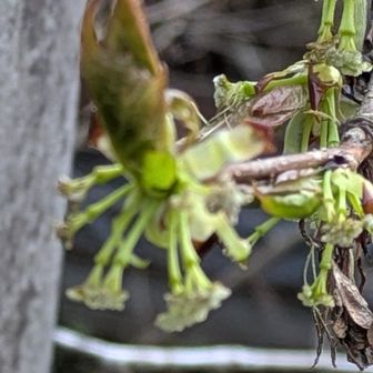 フサザクラの花後