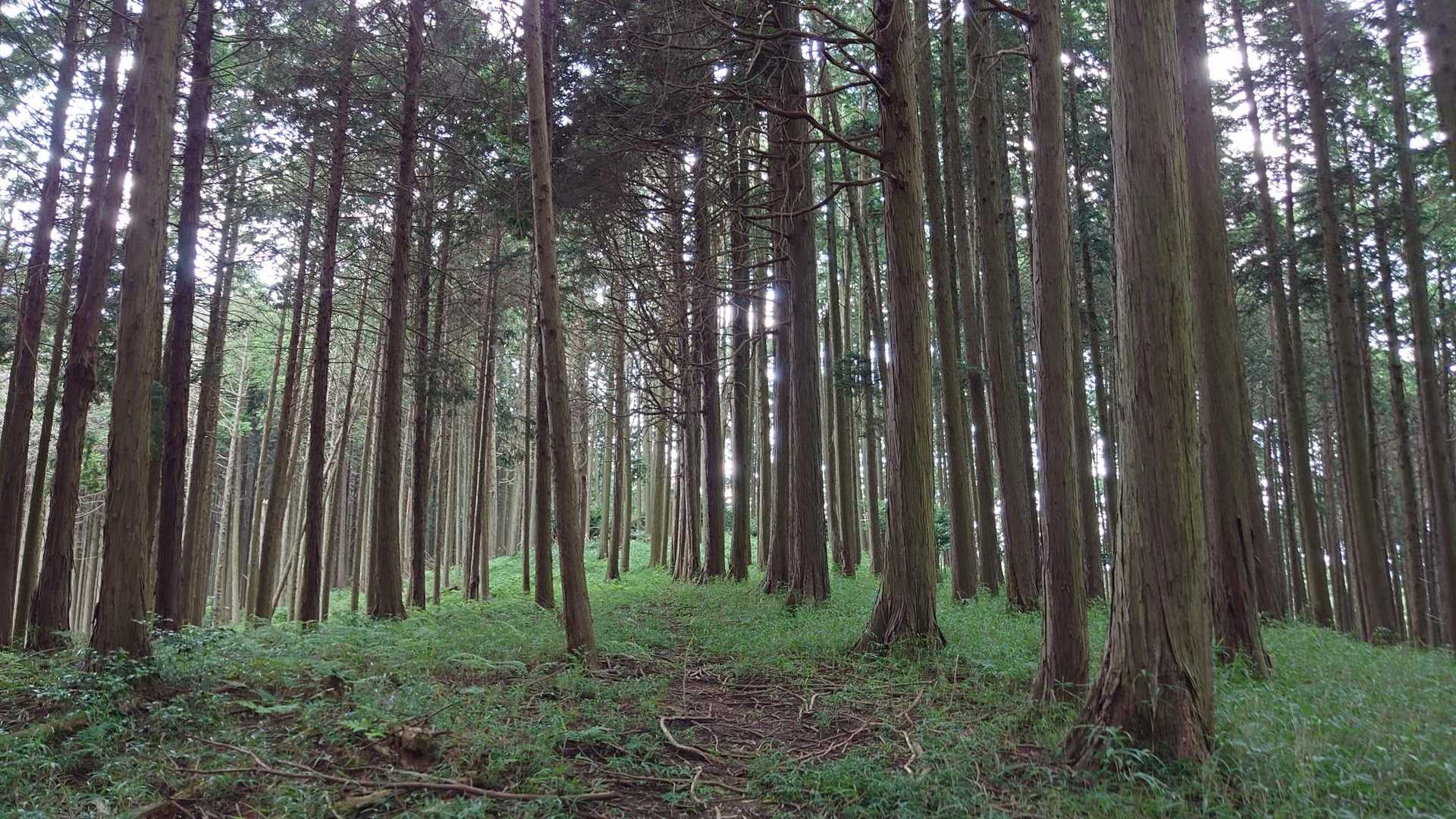 森林浴コース入口-六石山 往復コースの写真