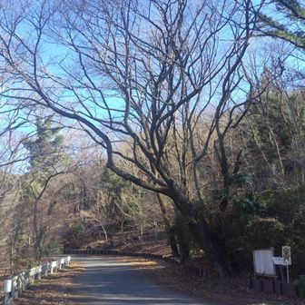 頼朝さくらの木
春はきれいなのかな
