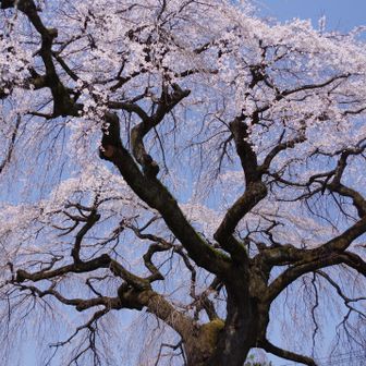 秩父鉄道への乗り換えに時間があったので、西武秩父駅近くのコンビニで昼ご飯を（おにぎりと個包装のわらび餅）を仕入れて行く。御花畑駅から浦山口まで…と思っていたら、駅員の軽快なアナウンスで影森止まりということを知り愕然とした。と言って、15分ほどの乗り換え時間なのだが、どうにも馬鹿らしく思えてきて、影森で一人下車して歩くことに。

今井屋の前を通り、県道73号（秩父上名栗線）へ合流するところで、ちょうど影森からの電車に追い抜かれることになった。そのままダム下の諸上橋まで向かっても良かったが、浦山口駅の桜の具合も確かめたく、浦山歴史民俗資料館横からちょっとした山道を通って駅まで降りる。

駅の桜は6、7分程度だっただろうか、これでこれから周る長泉院、清雲寺の開花状態も大体想像がつく。昌福寺はネット上でもまだまだと情報があったので期待はしていなかった。

春の陽気の中、年配の御婦人方に清雲寺までの所要時間を尋ねられたり、なんともほのぼのとしたスタートだった。長泉院には既に多くの人がいたが、この枝垂れ桜の写真撮影に余念がない。自分も色んな角度から撮ってみたが、写真は本堂にお参りして、寺を出る時に撮ったもの。ここは日当たりが良いため、この日が満開に近い状態だったと思われる。

10時半を過ぎた頃、ダムの右岸道路を上がるコミュニティバスのぬくもり号からの、特徴あるメロディが聞こえてきた。そろそろ次に行こうと思う。