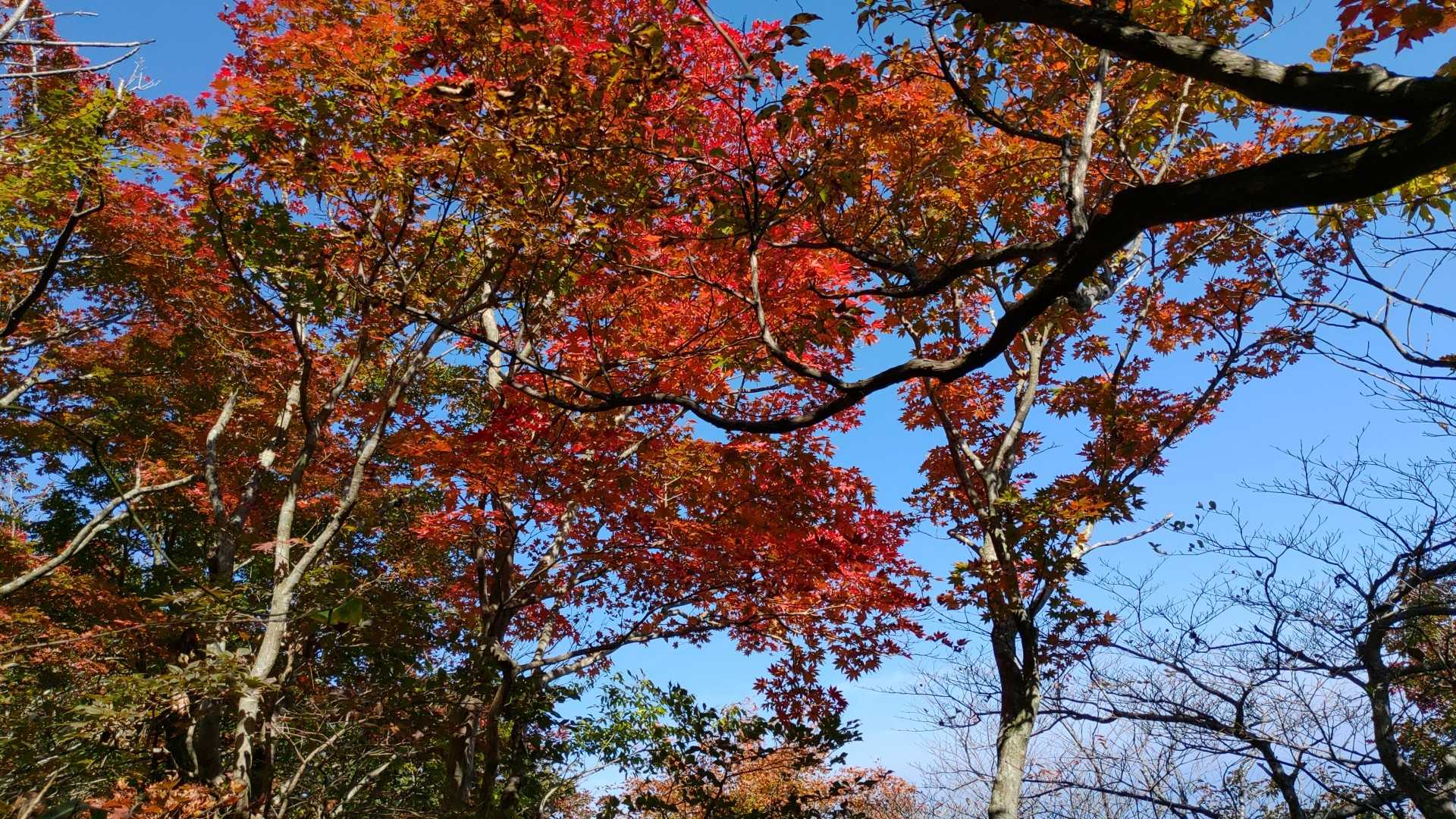 綺麗な紅葉も楽しめました