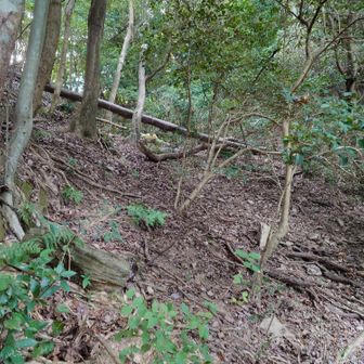 登山道のない山を無理やり登るときによくある風景