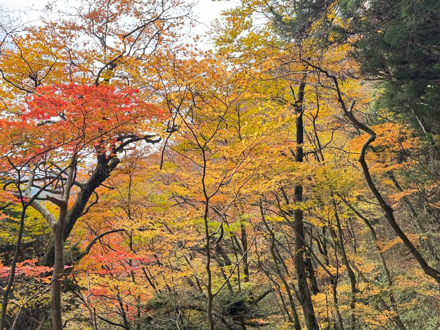 🍁