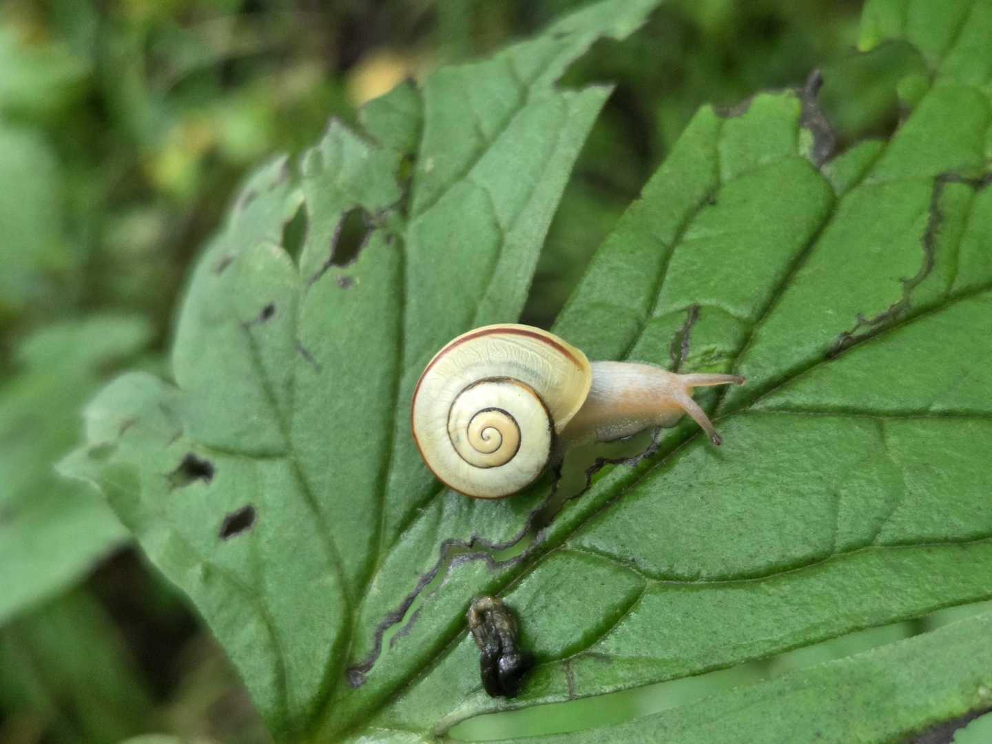 カタツムリ🐌