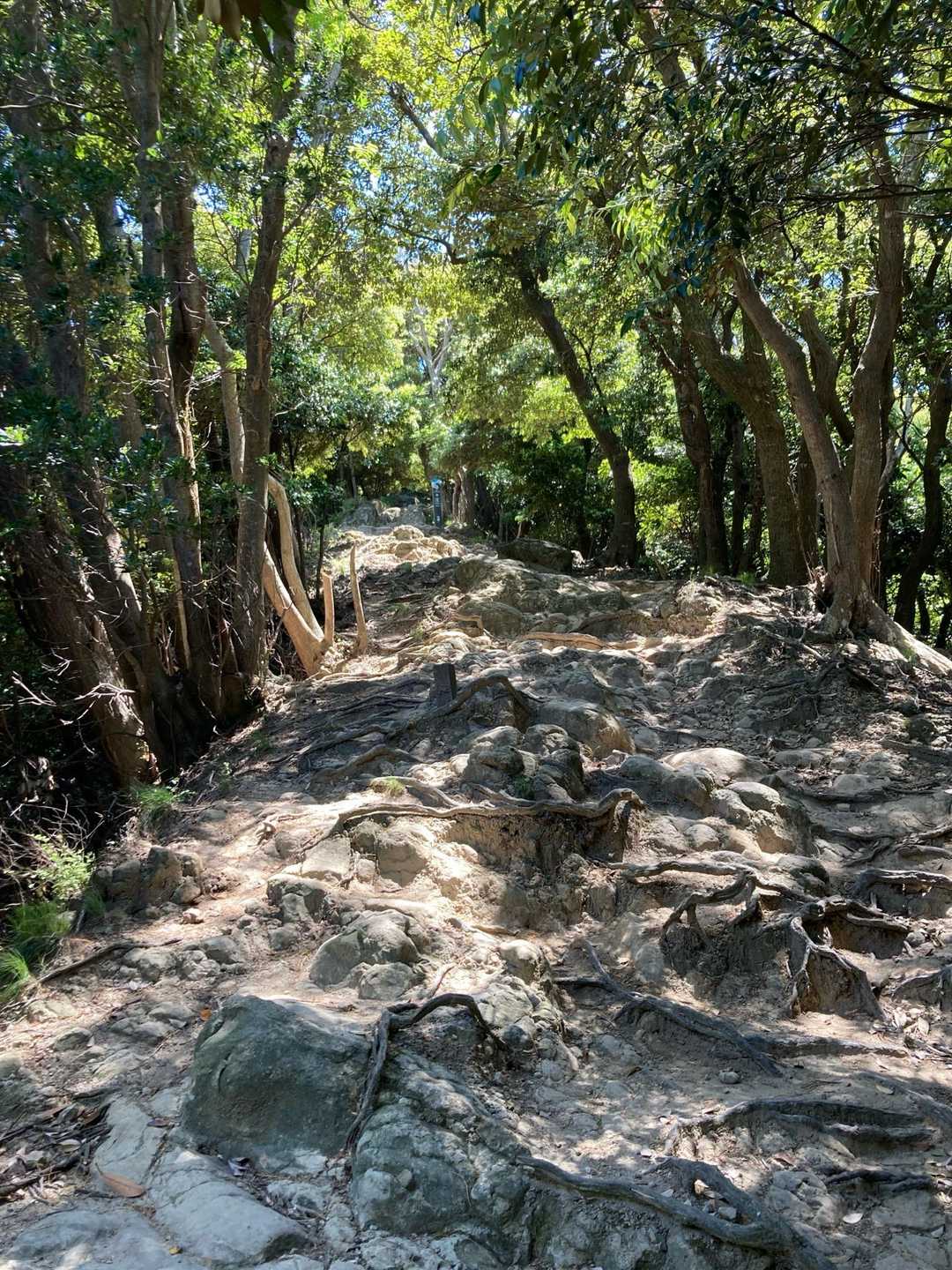登山道より長い長い階段を登り楽しそうな岩の道に出ました