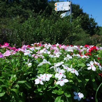 数少ないお花🌸