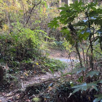 ちょっと行くと車道が横切っています。