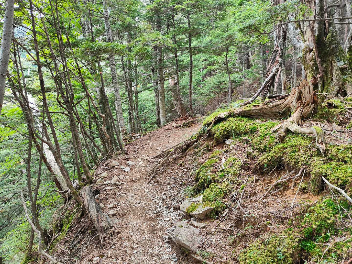 北沢峠-双児山 往復コースの写真