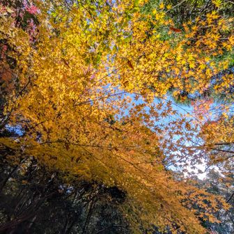 中山寺奥之院登拝53回目。紅葉🍁。