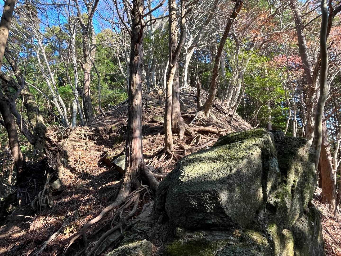 木の根っこ道が続く