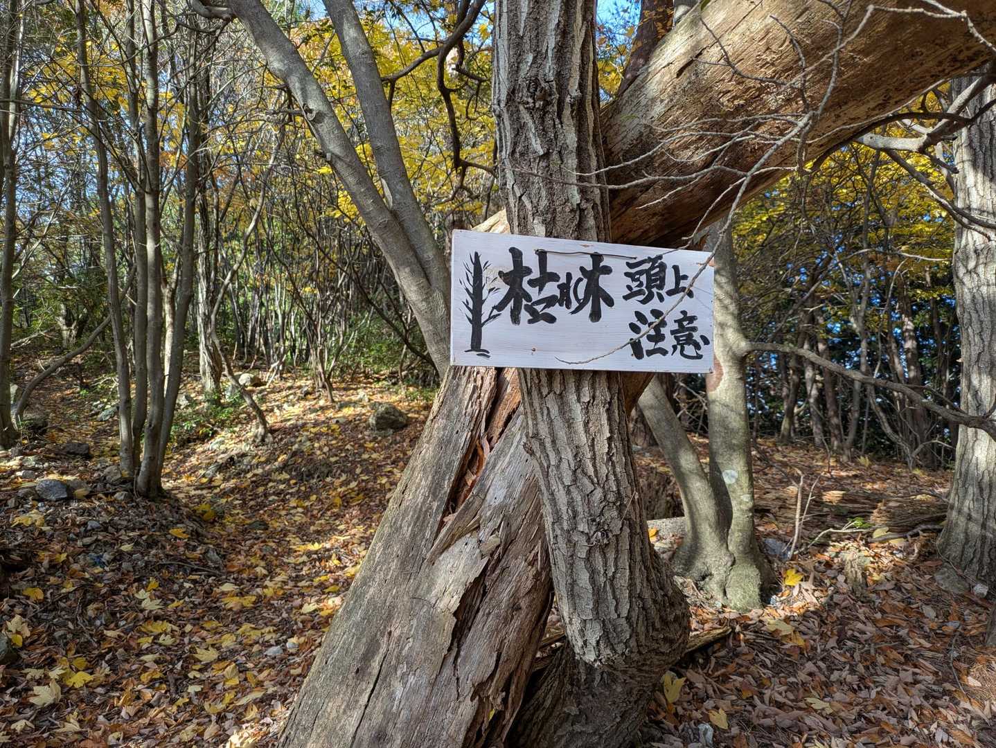 枯れ木頭上注意！という看板。それにしても力強い達筆。スタッフにこのような書道家がみえるのでしょう。