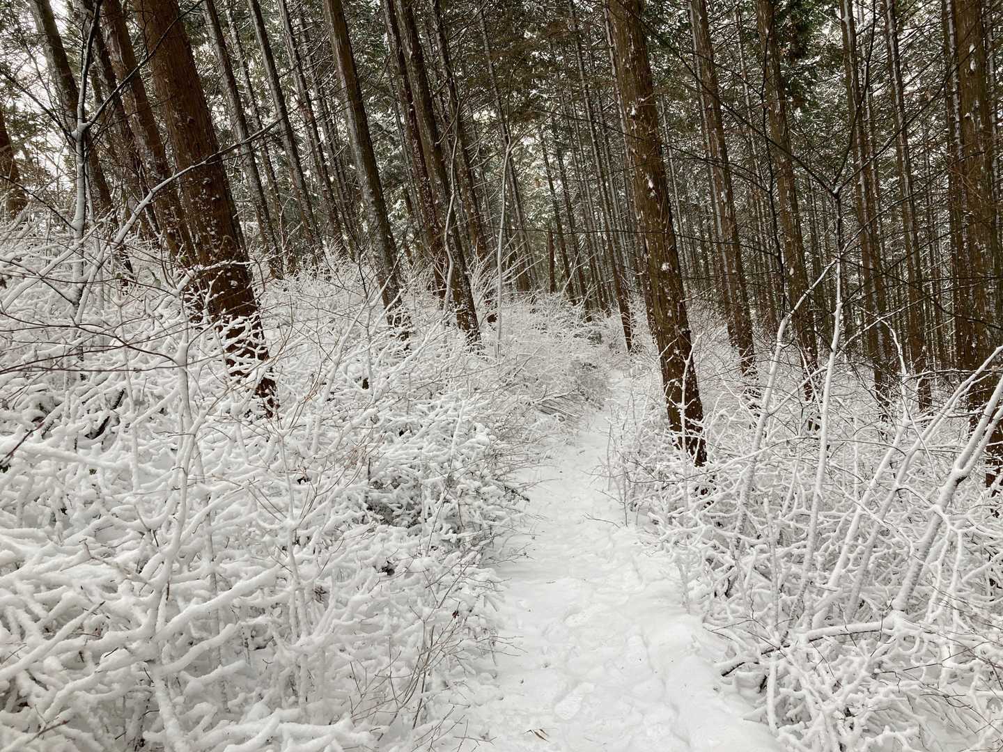 イイ🤩