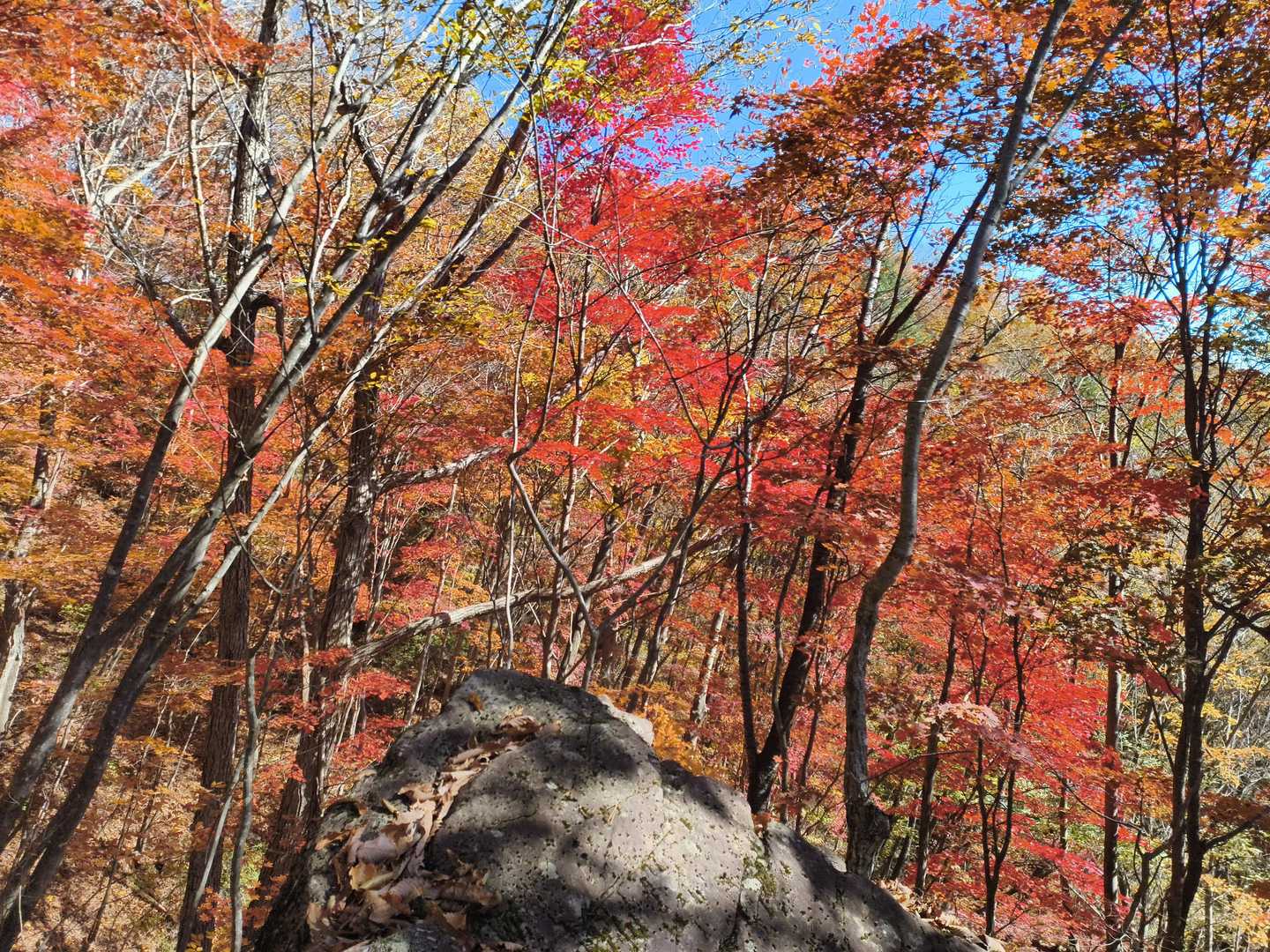 登山口から紅葉がずっときれいでしたが、三角点手前の岩がベストポジション♪