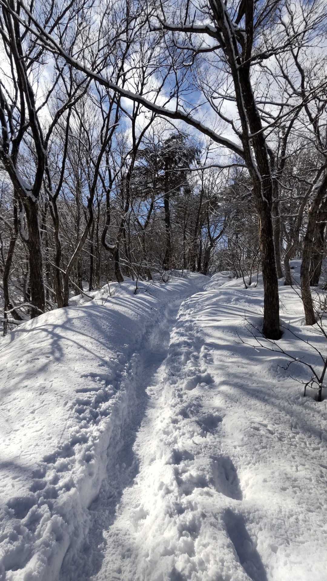 八乙女山-八乙女山五合目登山口 縦走コースの写真