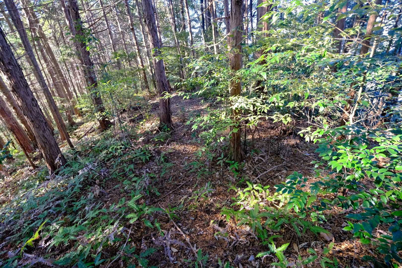 天神山頂上