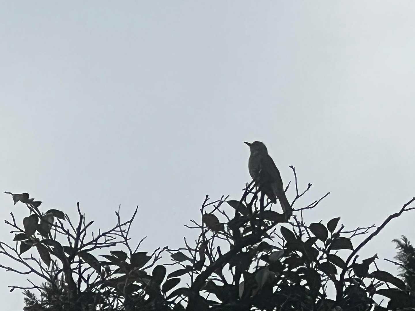 こんな感じの鳥さんも素敵✨
　　　　　もう夕方になるね🕊✨✨