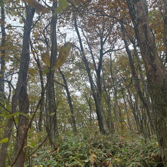 三角山向かうんだが、
やや笹がワシャワシャ🎋🎋🎋🎋🎋
タイツが濡れる