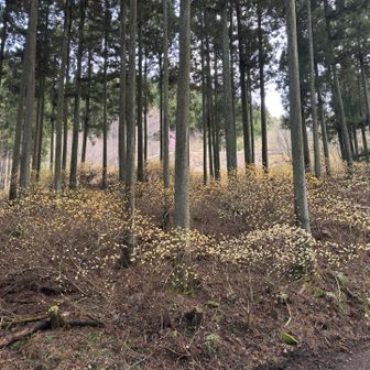 駐車場下の群生地までもどってきました