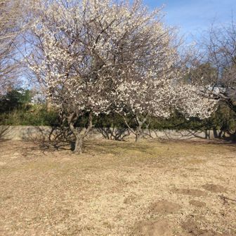 ｼﾌﾞｼﾞｲｼﾞ