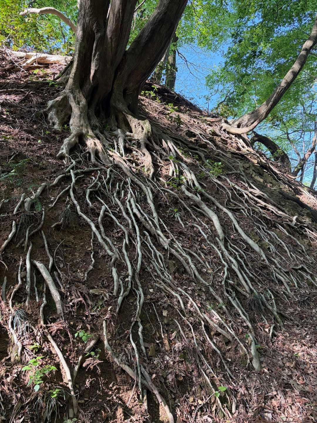 木の根っこ🪾スゴッ