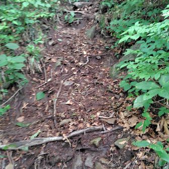 稜線の三差路以降   道標はありません   急斜面にトラロープやピンクテープは付けられていた

トラロープに助けられるほどの急斜面でした