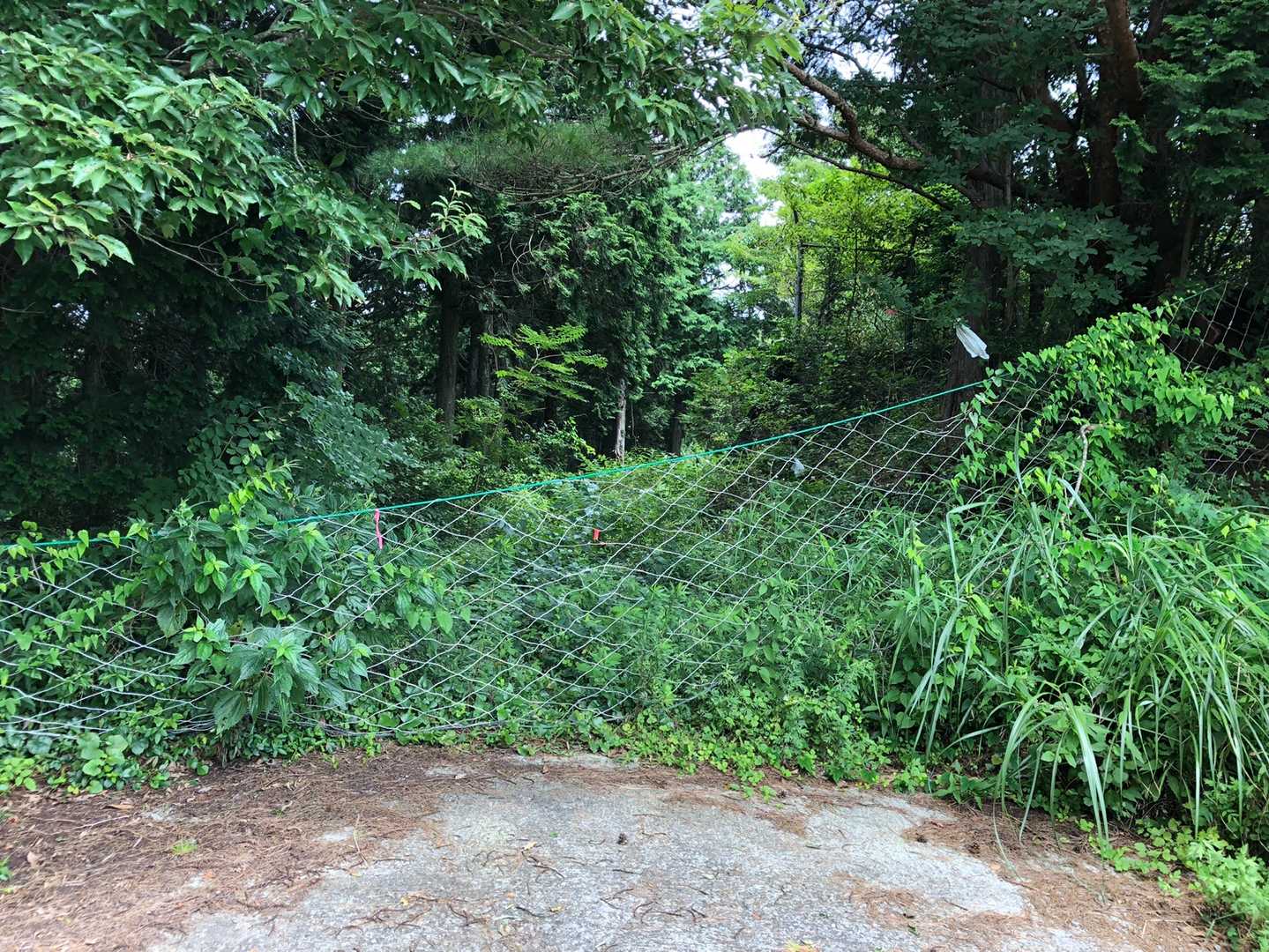 スタート早々ネット潜って飛び込みます🌿🌿
