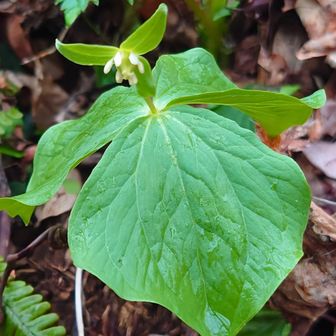 🤍白花エンレイソウ（⁉️）