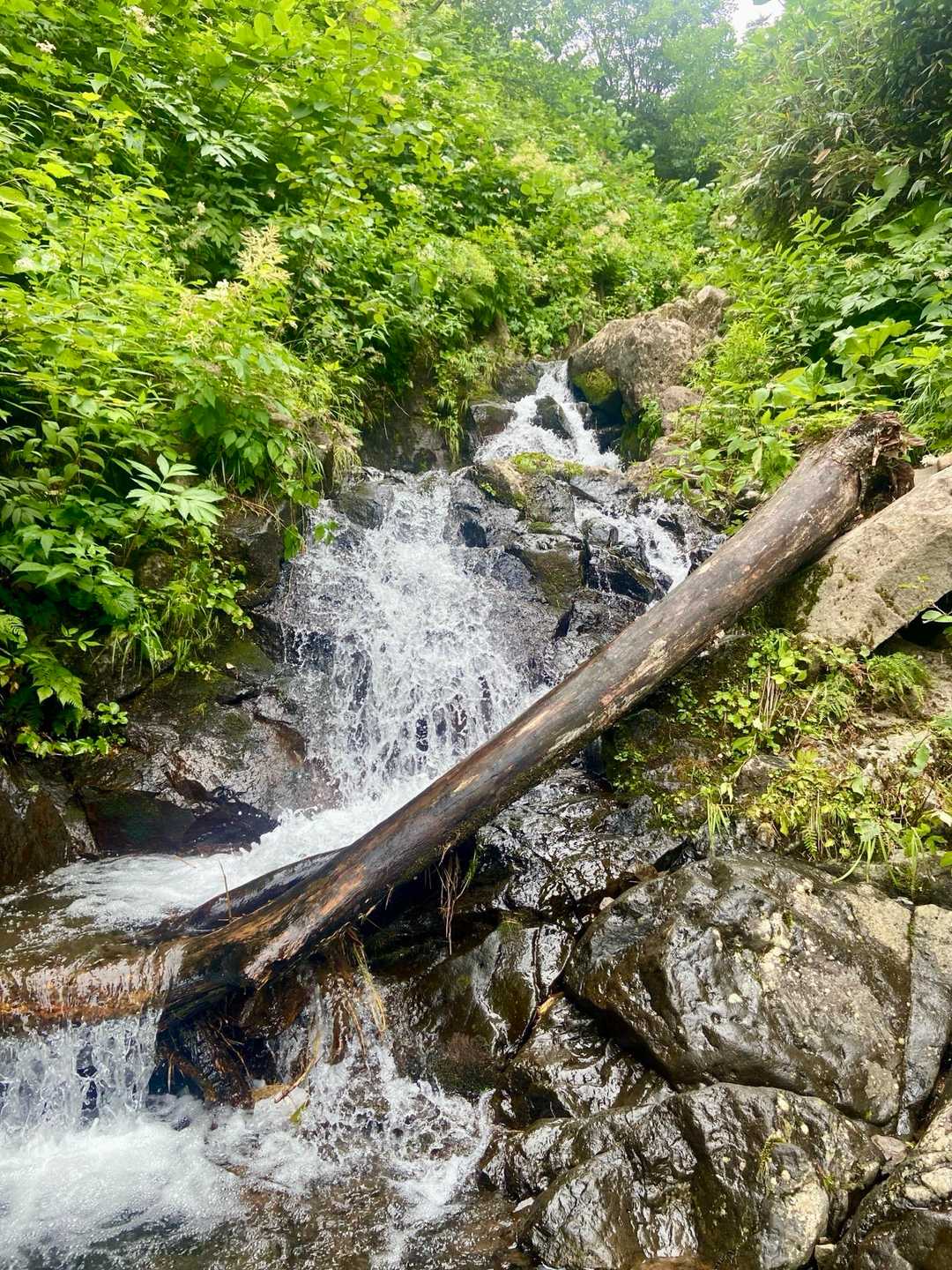 漁川口-林道沢出合-漁岳 往復コースの写真