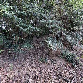 泰の山へはここからピンクテープを頼りに