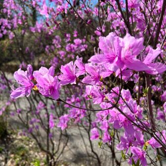 カラムラサキツツジ