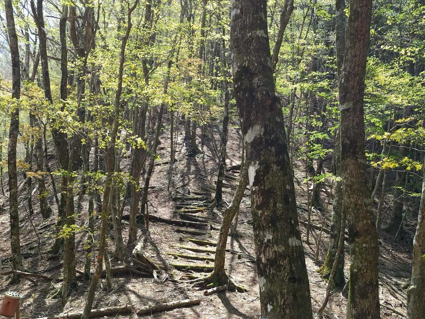 登山道、急登です！