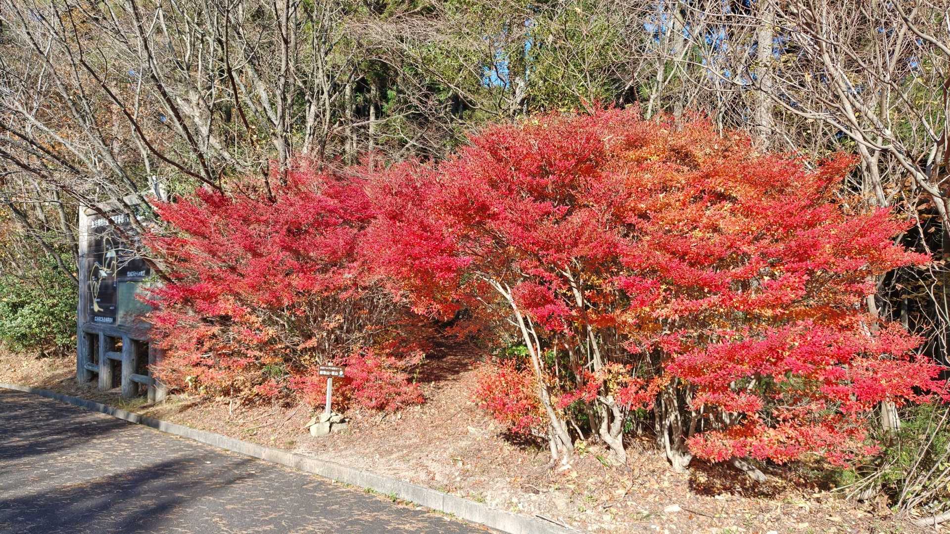 登山口のドウダンツツジが真っ赤