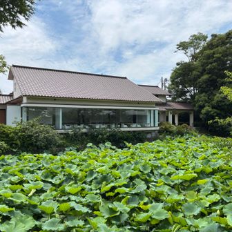鎌倉駅側からの正面入口を入ってすぐ左手にある平家池の前にある、逗子の日影茶屋監修の風の杜
こちらで3度目のカフェタイムにしたかったのですが、残念ながら昨年8月いっぱいで閉店していました💦
ここのあじさいスイーツとドリンクをいただきたかったのですが、とても残念です😭
こちらの建物は、風の杜になった時にリニューアルされてはいますが、私が子供の頃、時には母と、時には両親揃って良くお茶をしていた思い出の場所の一つなので、また再開してくれたら嬉しいのですが・・・🙏🏻