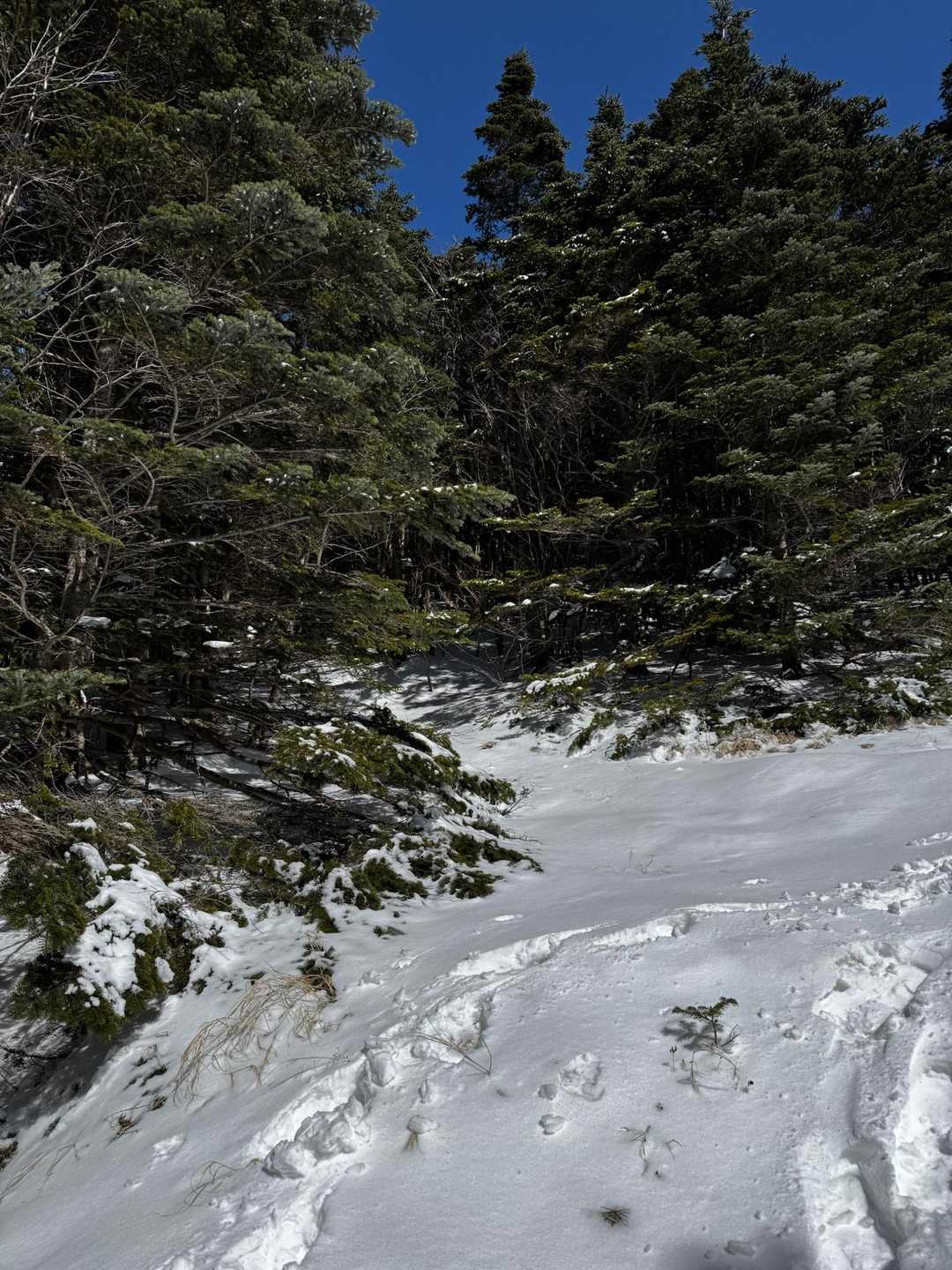 雪がふかふかの所も
昨日降ったのかな？