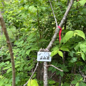 見落としそうな登山道