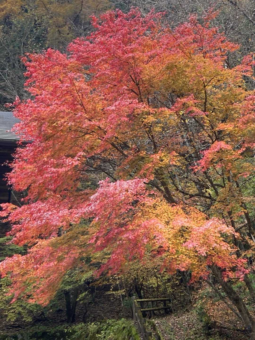 やっと紅葉に会えました🍁