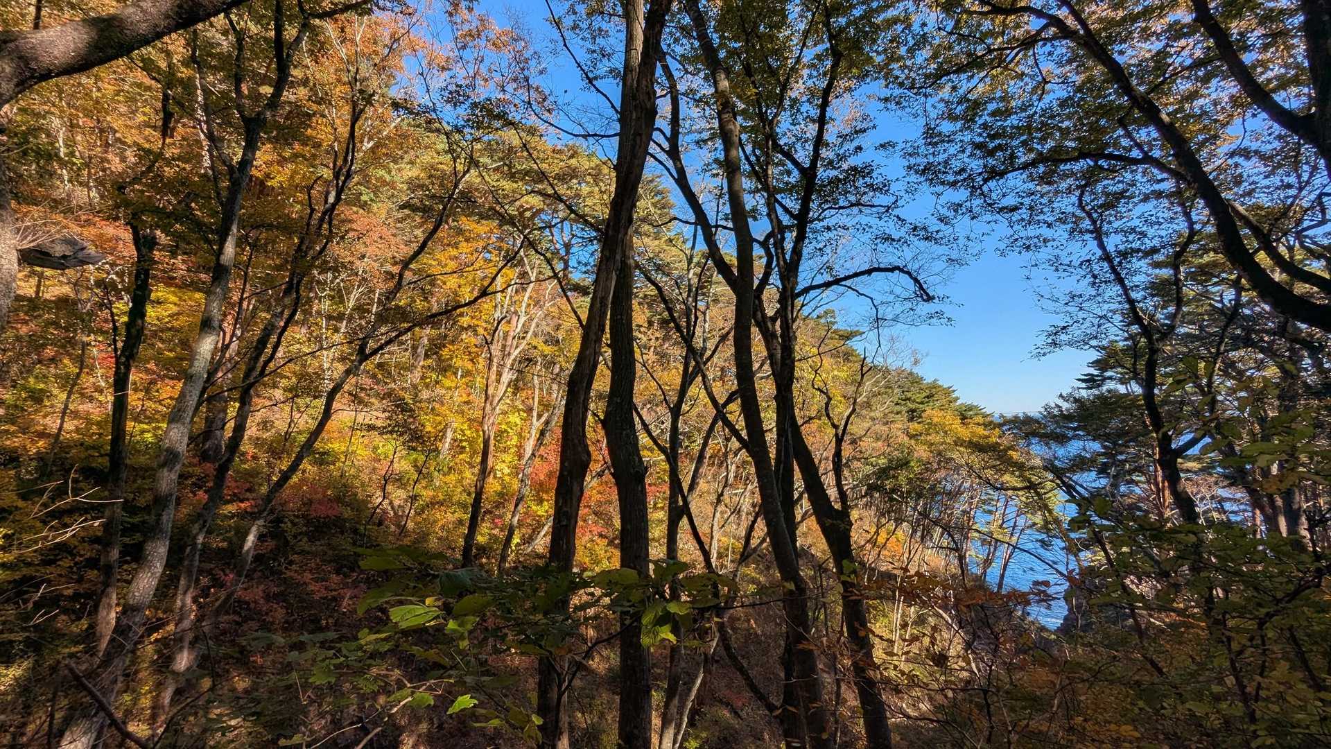 トド山 周回コースの写真