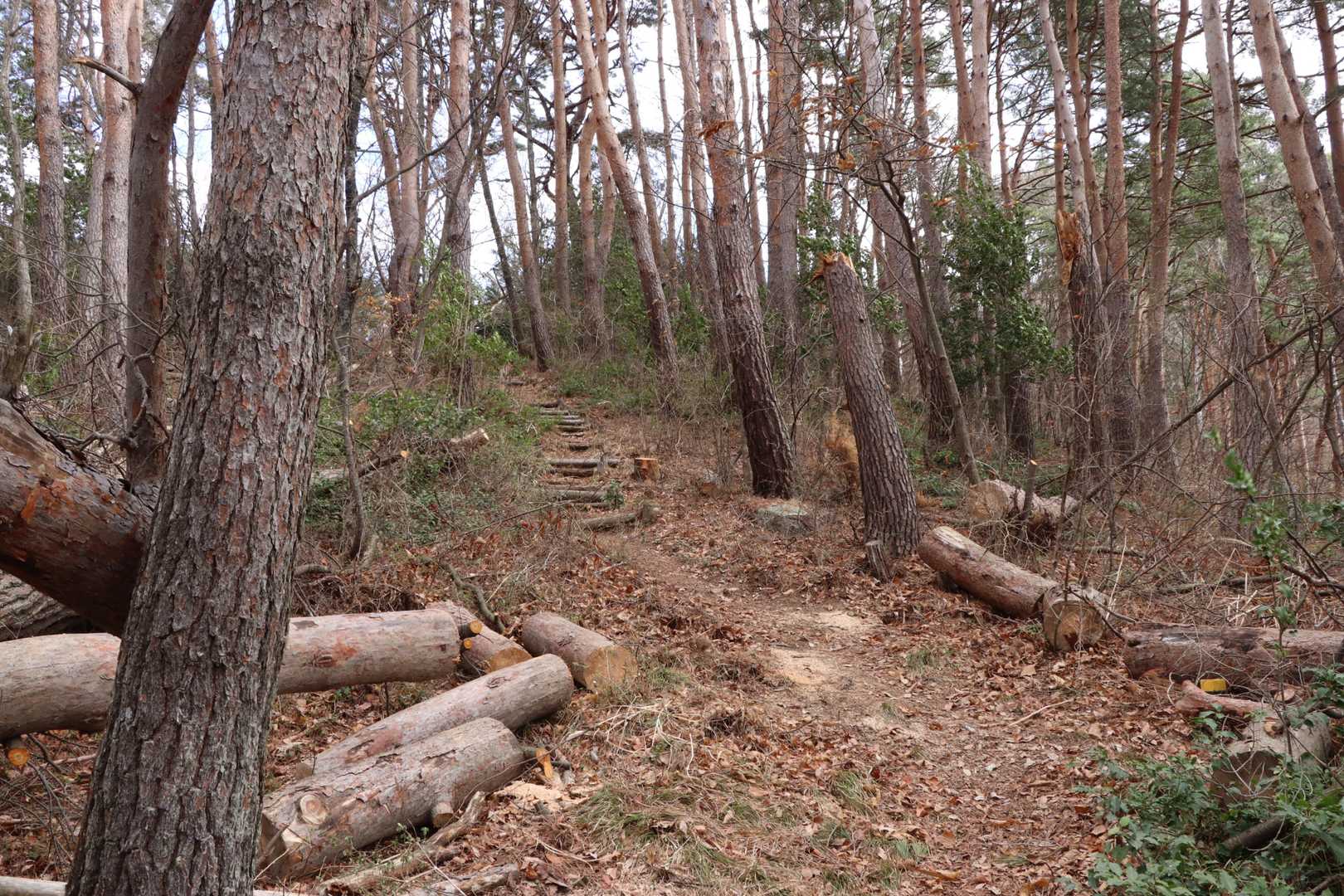 穏やかな登山道はこの辺りまで…