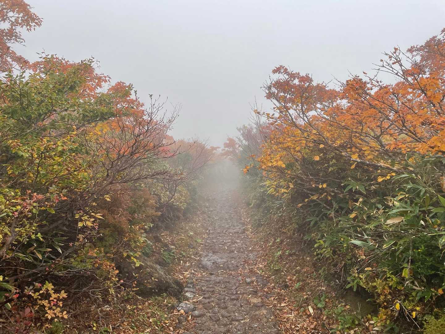 幻想的な下山道もステキ☺️